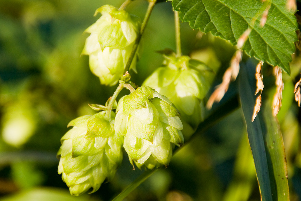 Dans ta Chope - image de bière